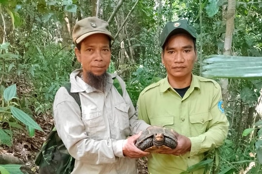 Nhóm cộng đồng miền núi Quảng Nam giải cứu cá thể động vật quý hiếm