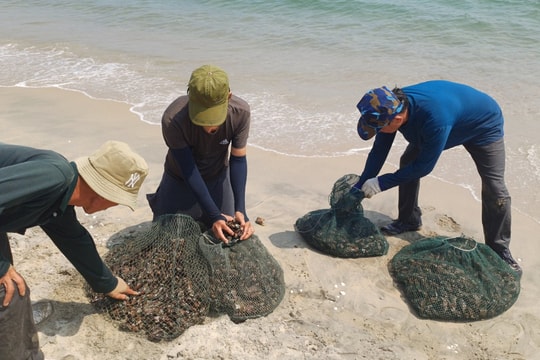 Ngư dân Cẩm An lặn biển bắt vẹm xanh thu tiền triệu mỗi ngày