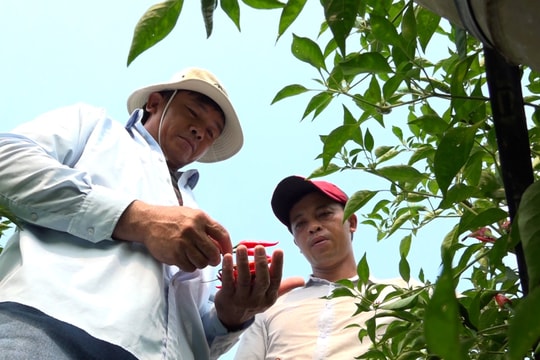 Người trồng ớt phấn khởi vì nông sản có đầu ra ổn định