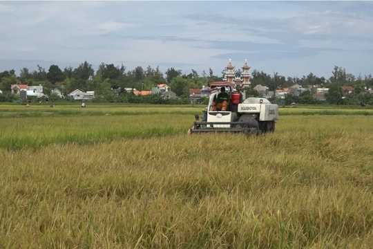 Thăng Bình: Lúa đông xuân được mùa