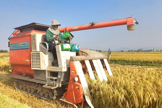 Núi Thành bội thu vụ lúa đông xuân