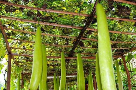 Dưới giàn bầu của mẹ