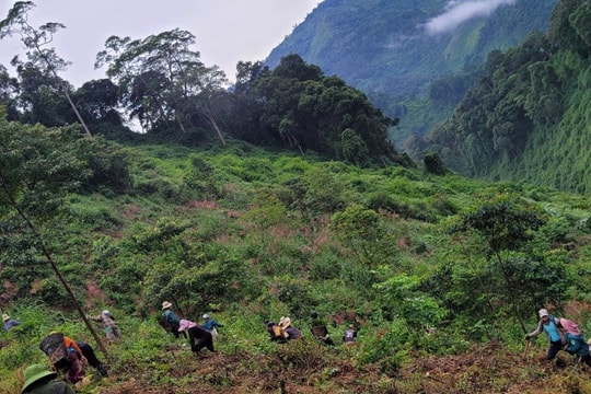 Năm 2024, Đông Giang trồng 800ha rừng gỗ lớn