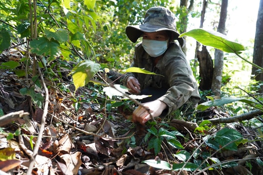 Quảng Nam thúc đẩy phát triển công nghiệp dược liệu
