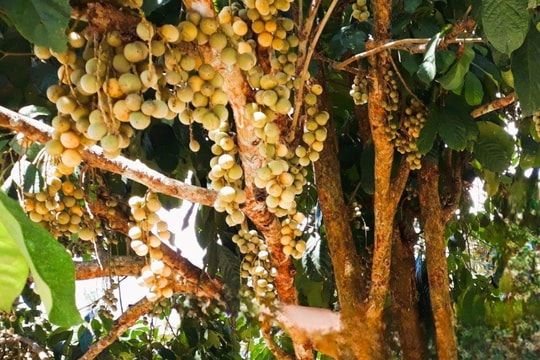 Quảng Nam đề nghị kéo dài thời gian thực hiện các nhiệm vụ khoa học công nghệ về quỹ gen cấp tỉnh đến năm 2028