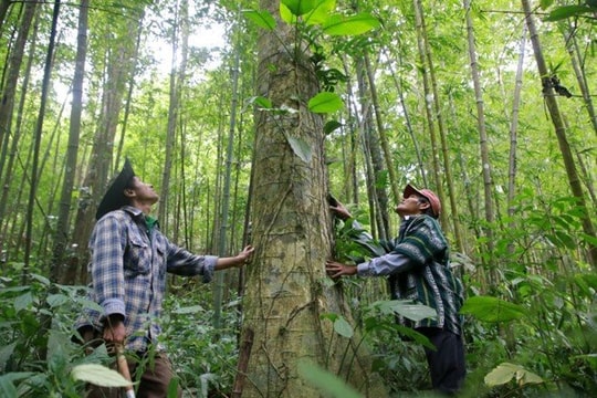 Thủ tướng yêu cầu tăng cường công tác quản lý tín chỉ các bon