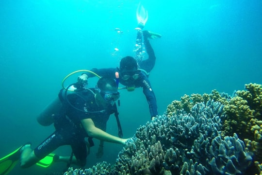 Ảnh hưởng hệ sinh thái rạn san hô khi cho cá ăn trong tour dịch vụ biển Cù Lao Chàm