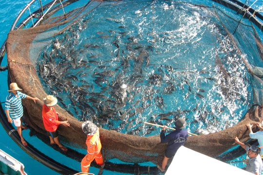 Quảng Nam cần cú hích để nuôi biển bền vững