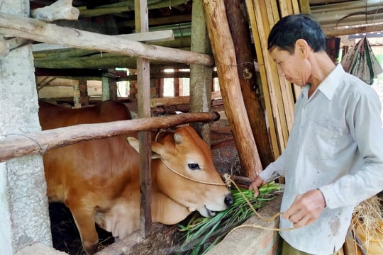 Tổ chức đảng giúp hộ nghèo
