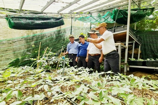 Quảng Nam có 9.863ha cây dược liệu các loại