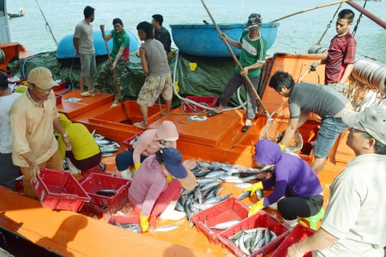 Quảng Nam có 9 nghiệp đoàn nghề cá và 158 tổ, đội đoàn kết sản xuất trên biển