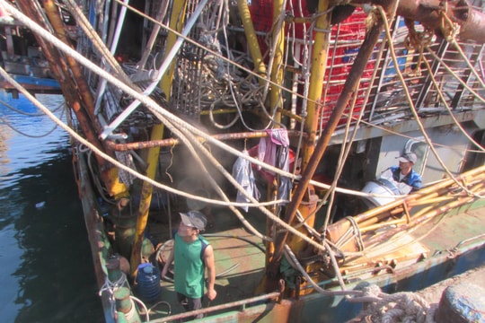 Núi Thành: Xã Tam Giang khai thác được 5.620 tấn mực xà, đạt giá trị 217,6 tỷ đồng