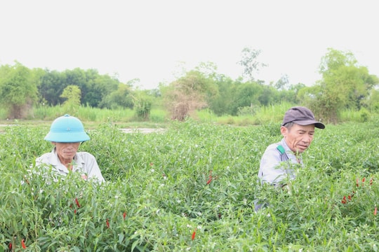 Hiệu quả chuyển đổi mô hình trồng dưa hấu sang trồng ớt ở Tam Thái