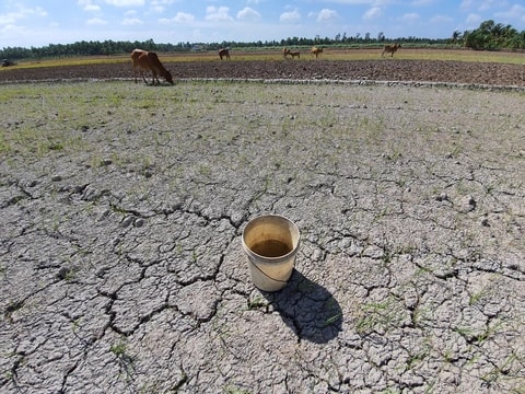 Đi qua mùa hạn mặn...