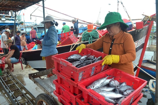 Ngư dân Núi Thành trúng vụ cá chính