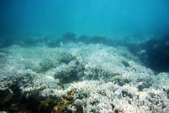 Thái Lan đóng cửa công viên biển để bảo vệ san hô