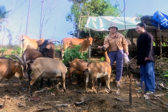 Chủ tịch hội phụ nữ giỏi làm kinh tế