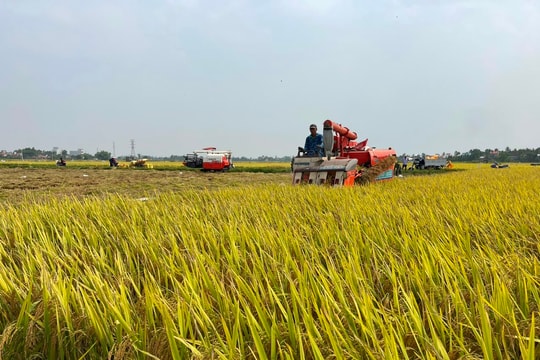 Sản xuất nông nghiệp vụ đông xuân thắng lợi