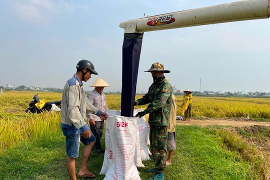 Liên kết sản xuất lúa giống, thu nhập của nông dân Duy Xuyên tăng thêm 12 triệu đồng/ha/vụ