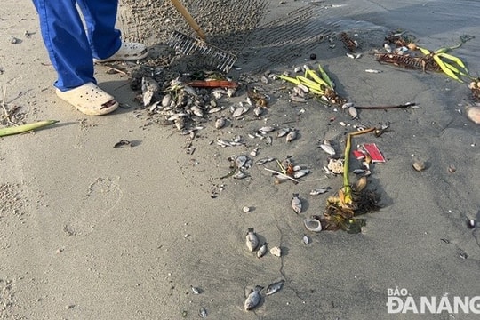 Thu gom, xử lý tình trạng cá nước ngọt chết tấp vào đoạn bờ biển trước cửa xả nước mưa