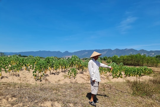 Đại Lộc triển khai chống hạn vụ hè thu