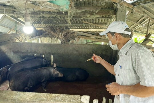 Dịch bệnh kéo dài trên đàn vật nuôi ở Quảng Nam