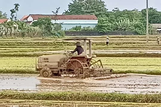 Nông dân Núi Thành bắt đầu sạ 3.400ha lúa hè thu
