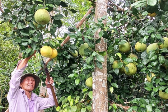 Tiên Phước có 364 vườn mẫu cấp huyện