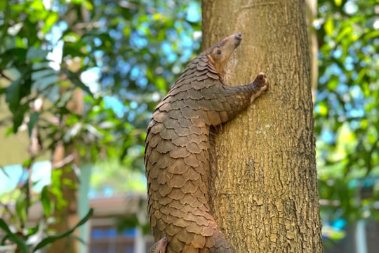 Cá thể tê tê được Safari Vinwonders Nam Hội An cứu hộ đã sinh sản