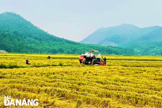 Cơ hội cho cây lúa hữu cơ