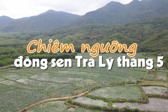 Chiêm ngưỡng đồng sen Trà Lý