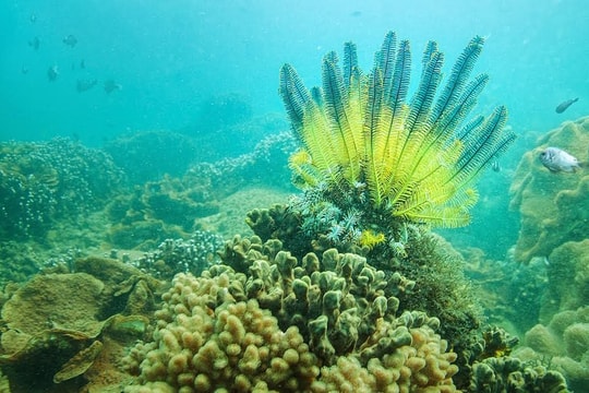 Thách thức trong bảo tồn đa dạng sinh học Cù Lao Chàm