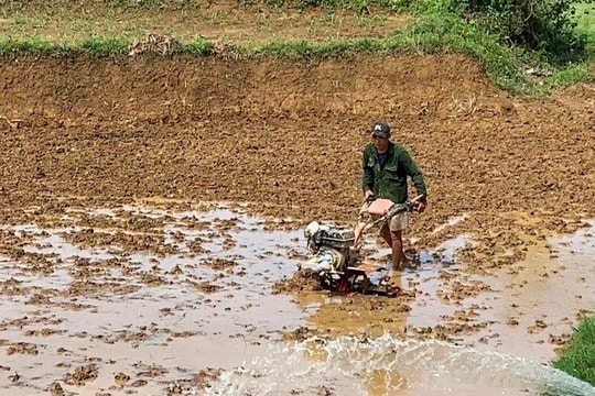 Nông Sơn phấn đấu sản lượng lúa vụ hè thu đạt 3.750 tấn