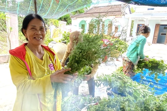 Về vựa cây thuốc nam xứ Quảng