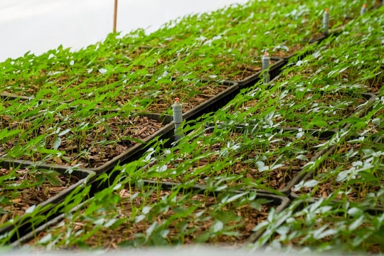 Sớm đưa sâm Ngọc Linh thành cây trồng mũi nhọn, dẫn dắt các ngành kinh tế khác