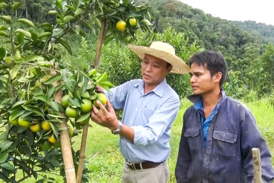 Cây cam Vinh mở hướng chuyển đổi cây trồng ở A Tiêng
