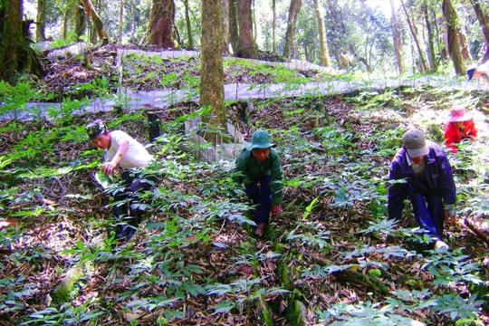 Quảng Nam đề nghị đưa "Tri thức dân gian khai thác, trồng và chế biến sâm Ngọc Linh, huyện Nam Trà My” vào danh mục di sản văn hóa phi vật thể quốc gia