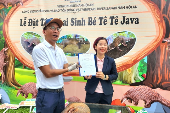 Gắn chíp định danh và đặt tên cho tê tê con được ra đời trong cơ sở bảo tồn Safari Vinwonders Nam Hội An
