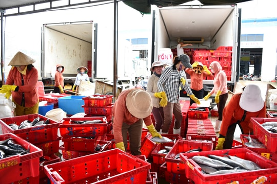 Quảng Nam chung tay gỡ "thẻ vàng" thủy sản