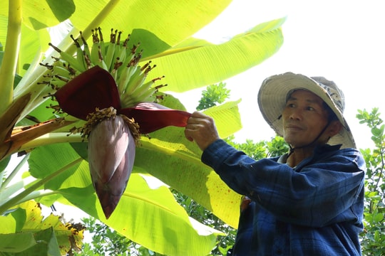 Trà Đông phát triển mô hình vườn - trang trại