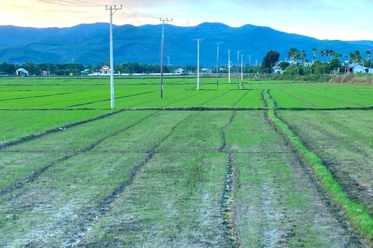 Nông dân Đại Lộc gieo sạ 4.200ha lúa hè thu