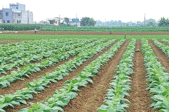 Xứ đất Bàu Tròn