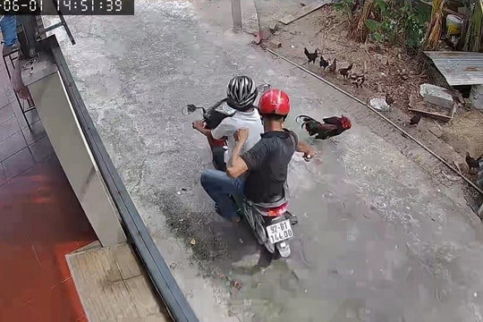 Bắt hai "đạo chích" chuyên trộm gà