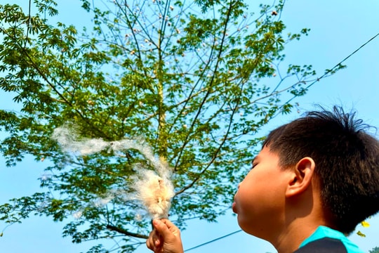 Trắng ngần miền ký ức bông gòn