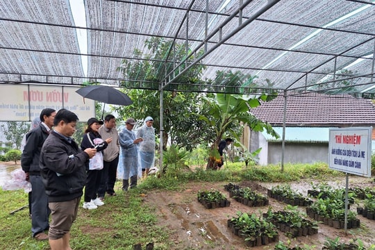 Phục hồi và phát triển giống chè Đức Phú