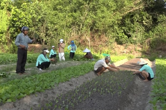 Làng rau Hưng Mỹ giúp nhau trồng rau