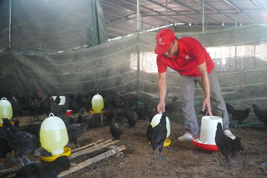 Triển vọng từ mô hình nuôi gà H’Mông