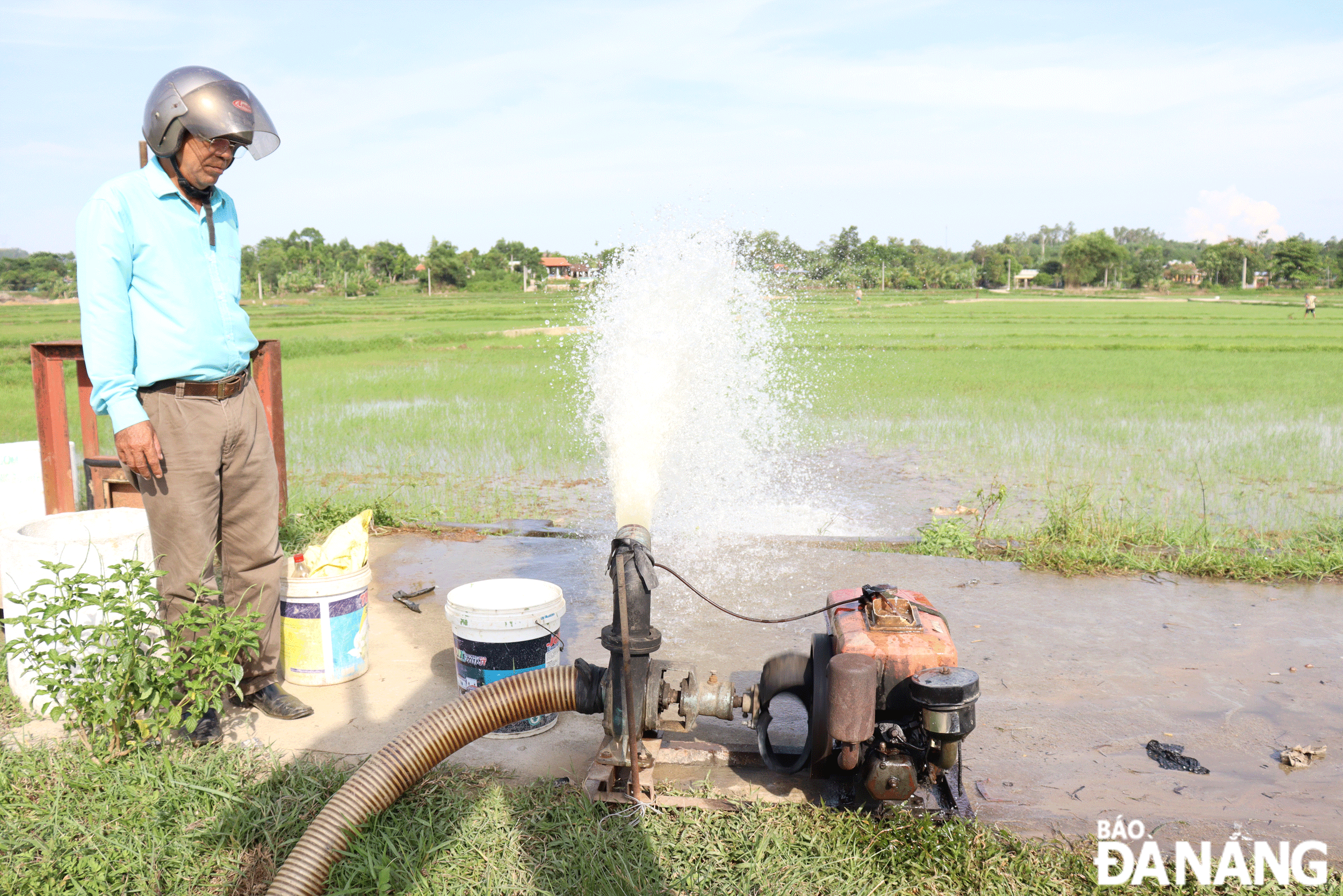 Khôi phục sản xuất lúa do thiếu nước, nhiễm mặn