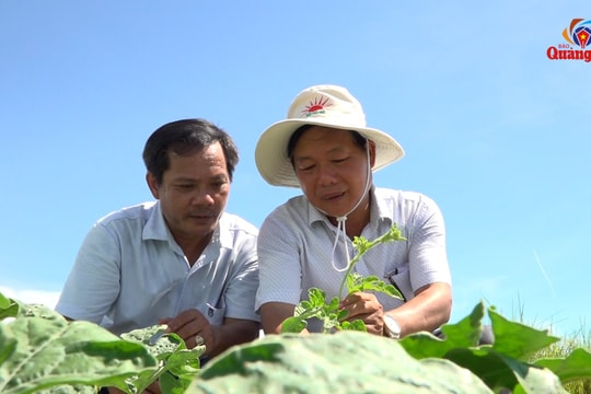 [VIDEO] - Mô hình trồng dưa hấu hữu cơ đầu tiên ở Tam Phước