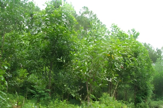 Chưa có nghiên cứu về việc cây keo làm ảnh hưởng đến nguồn nước ngầm, khô cằn đất